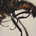 Hydrotaea scambus - photo 2