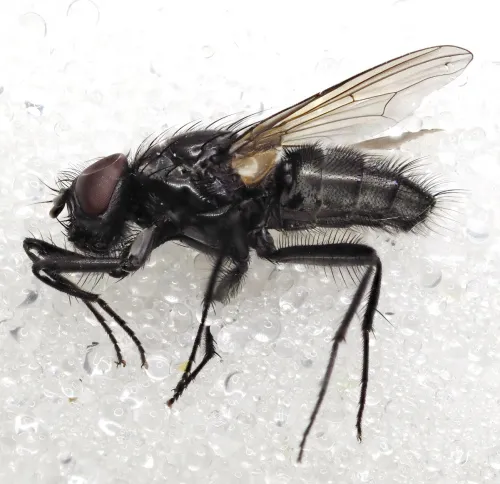 Hydrotaea similis - photo 2