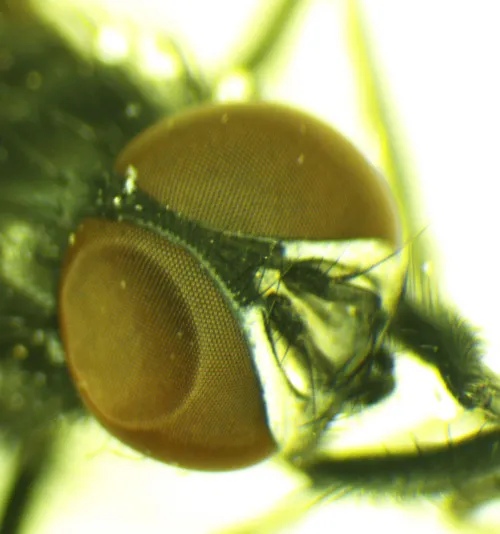 Hydrotaea similis - photo 3
