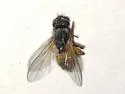 Hydrotaea succedens