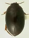 Hydrotrupes palpalis