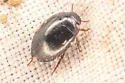 Hydrotrupes palpalis - photo 4