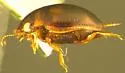 Hydrovatus brevipes - photo 2