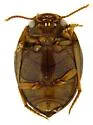 Hydrovatus davidis - photo 3