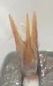 Hydrovatus davidis - photo 4
