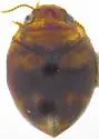 Hydrovatus hornii
