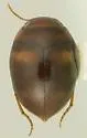 Hydrovatus peninsularis