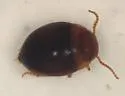 Hydrovatus platycornis