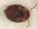 Hydrovatus platycornis - photo 3