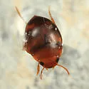 Hydrovatus pustulatus