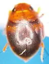 Hydrovatus pustulatus - photo 2