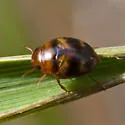 Hydrovatus pustulatus - photo 3