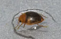 Hydrovatus pustulatus - photo 4