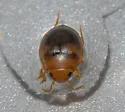 Hydrovatus pustulatus - photo 5