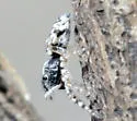 Hyetussa alternata - photo 2