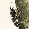 Hyetussa complicata