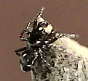Hyetussa complicata - photo 2
