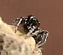 Hyetussa complicata - photo 3
