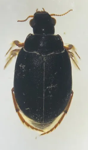 Hygrobia nigra