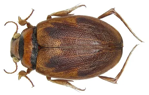 Squeak Beetles - Hygrobiidae