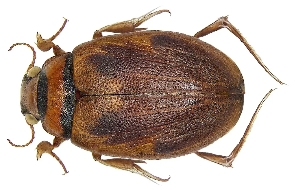 Squeak Beetles - photo 2