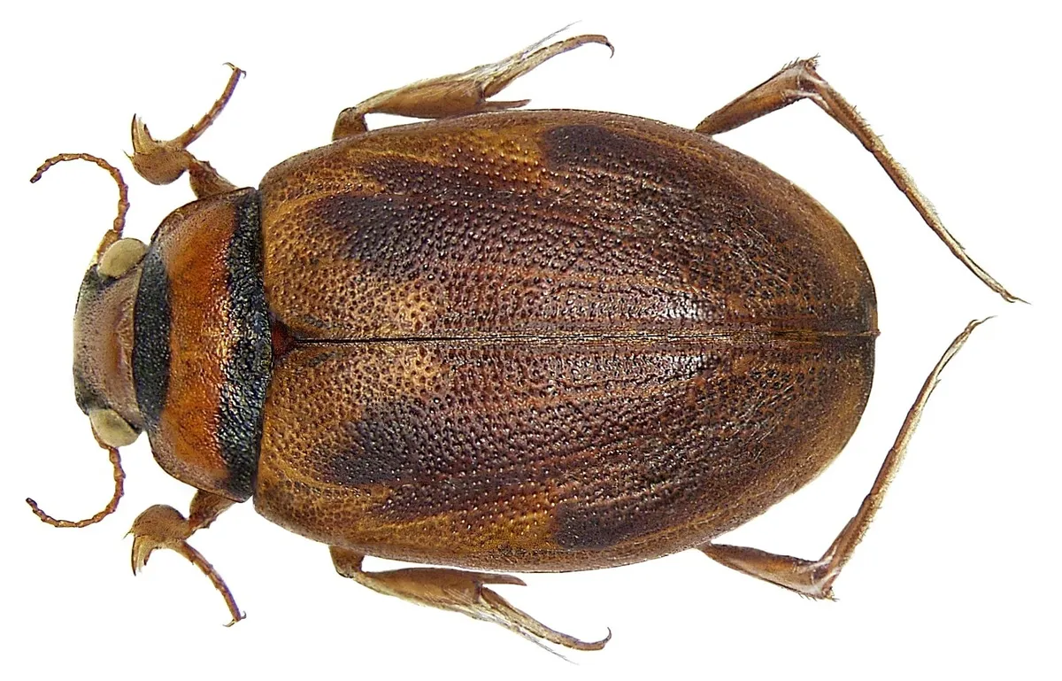 Squeak Beetles - photo 3