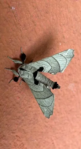 Hygrochroa firmiana