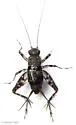 mangrove ground cricket