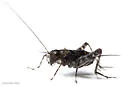 mangrove ground cricket - photo 2