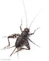 mangrove ground cricket - photo 3