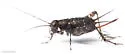 mangrove ground cricket - photo 4
