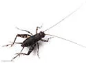 mangrove ground cricket - photo 5
