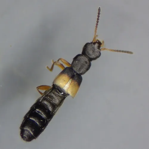 Hygronoma dimidiata