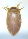 Hygrotus dissimilis - photo 2