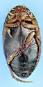 Hygrotus dissimilis - photo 3