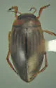 Hygrotus falli