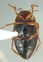 Hygrotus falli - photo 2
