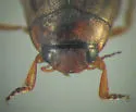 Hygrotus falli - photo 3