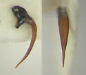 Hygrotus falli - photo 4