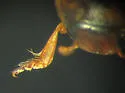 Hygrotus falli - photo 5