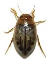 Hygrotus fraternus