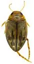 Hygrotus fraternus - photo 2