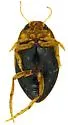 Hygrotus fraternus - photo 3