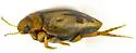 Hygrotus fraternus - photo 4