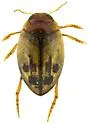 Hygrotus fraternus - photo 5
