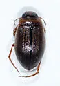 Hygrotus impressopunctatus - photo 2
