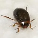 Hygrotus impressopunctatus - photo 3
