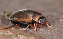 Hygrotus impressopunctatus - photo 4