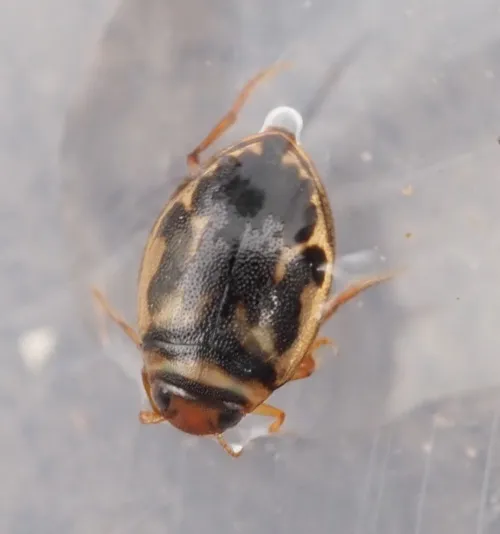 Hygrotus inaequalis