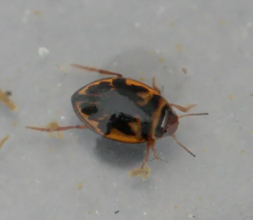 Hygrotus inaequalis - photo 2